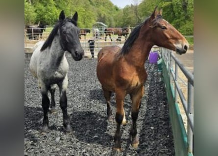 Noriker, Valack, 2 år, 155 cm, Brun