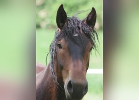 Noriker, Valack, 2 år, 155 cm, Mörkbrun