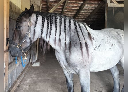 Noriker, Valack, 6 år, 165 cm, Grå-mörk-brun