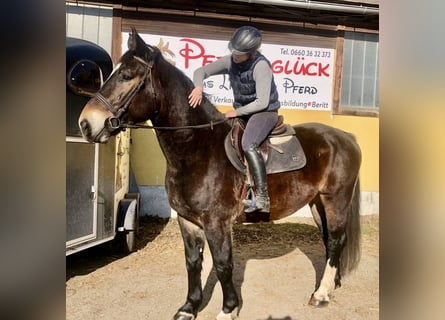 Noriker, Valack, 8 år, 164 cm, Mörkbrun