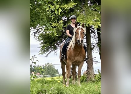 Noriker, Wałach, 5 lat, 163 cm, Kasztanowata