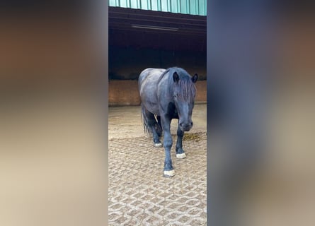 Noriker, Wałach, 5 lat, 175 cm, Kara