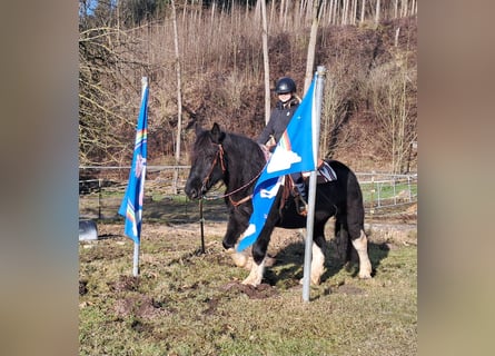 Noriker, Wałach, 8 lat, 157 cm, Srokata