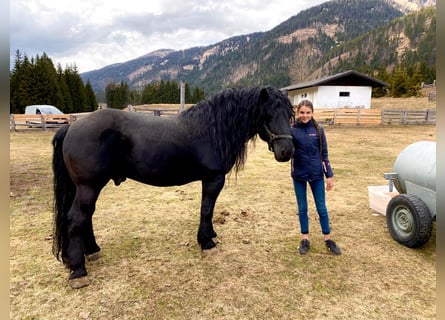 Noriker, Wallach, 13 Jahre, 165 cm, Rappe