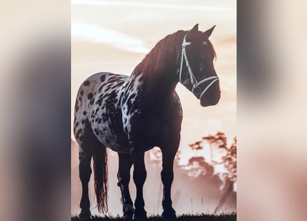 Noriker, Wallach, 13 Jahre, 165 cm, Tigerschecke
