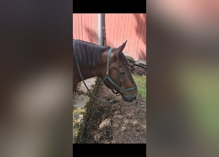 Noriker, Wallach, 14 Jahre, 175 cm, Brauner