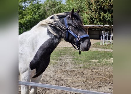 Noriker Mix, Wallach, 2 Jahre, 144 cm, Kann Schimmel werden