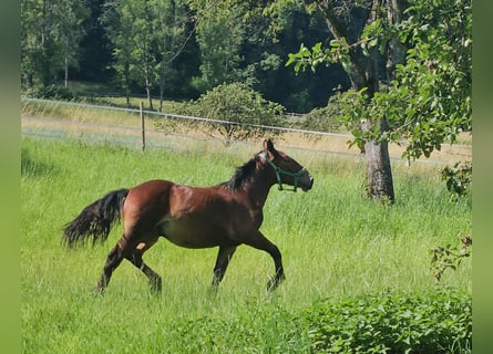 Noriker, Wallach, 2 Jahre, 155 cm, Brauner