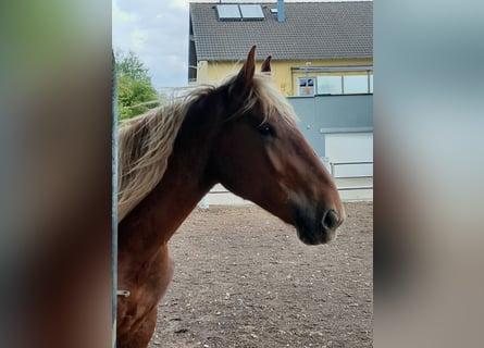 Noriker, Wallach, 2 Jahre, 160 cm, Fuchs
