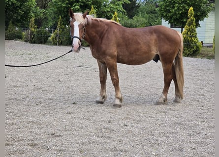 Noriker, Wallach, 2 Jahre, 162 cm, Dunkelfuchs