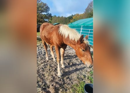 Noriker, Wallach, 2 Jahre, Fuchs