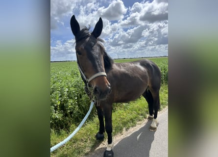 Noriker, Wallach, 3 Jahre, 160 cm, Dunkelbrauner