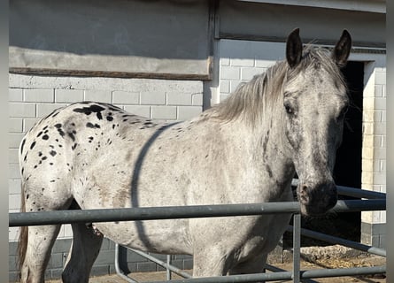 Noriker, Wallach, 4 Jahre, 149 cm, Tigerschecke
