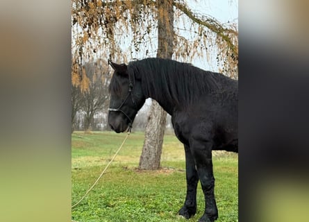 Noriker, Wallach, 4 Jahre, 160 cm