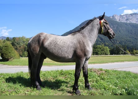 Noriker, Wallach, 5 Jahre, 163 cm, Blauschimmel