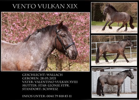 Noriker, Wallach, 5 Jahre, 175 cm, Roan-Blue