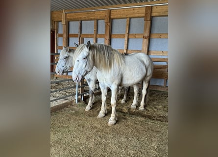 Noriker, Wallach, 6 Jahre, 170 cm, Tigerschecke