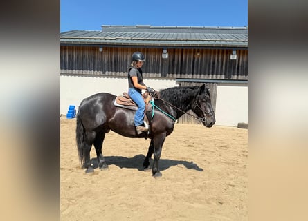 Noriker, Wallach, 8 Jahre, 165 cm, Rappe