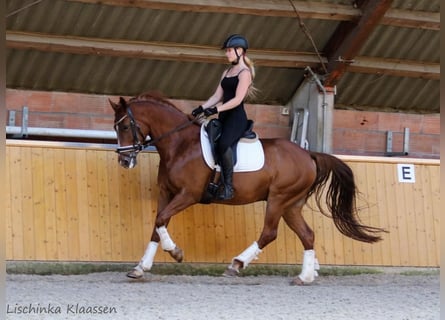 NRPS, Castrone, 11 Anni, 153 cm, Sauro