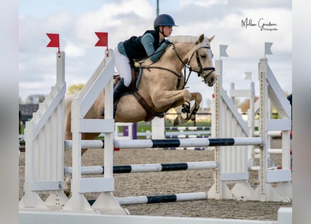 NRPS, Castrone, 5 Anni, 144 cm, Palomino