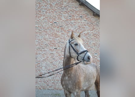 NRPS, Castrone, 5 Anni, 147 cm, Grigio