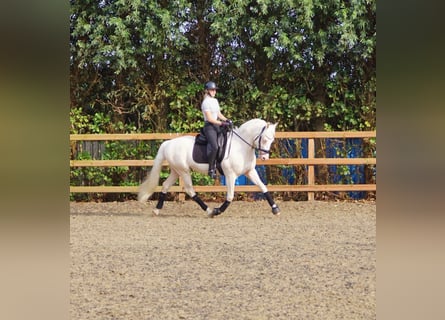 NRPS, Castrone, 5 Anni, 154 cm, Cremello