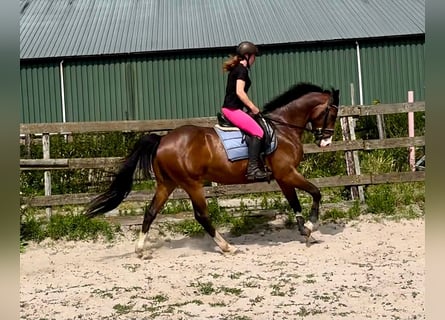 NRPS, Castrone, 6 Anni, 160 cm, Baio