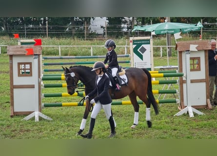 NRPS, Castrone, 8 Anni, 145 cm, Baio