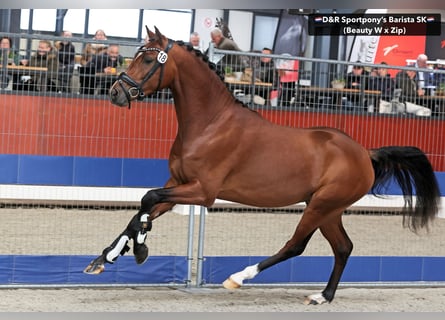 NRPS, Étalon, 3 Ans, 146 cm, Bai