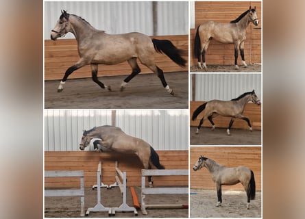 NRPS, Étalon, 3 Ans, Buckskin