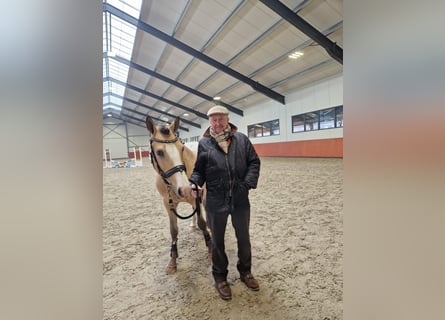 NRPS, Étalon, 4 Ans, 148 cm, Palomino