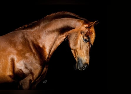 NRPS, Étalon, 5 Ans, 148 cm, Alezan