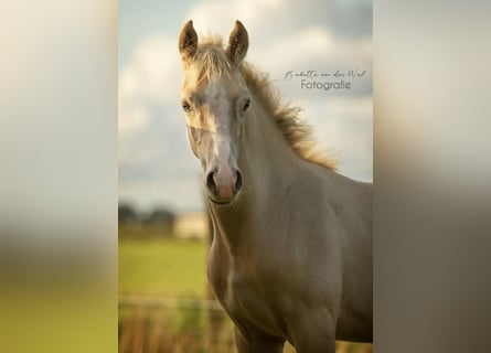 NRPS, Étalon, Poulain (04/2023), 148 cm, Palomino