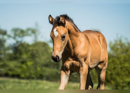 NRPS, Étalon, Poulain (03/2024), 168 cm, Buckskin