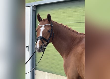 NRPS, Gelding, 12 years, 14.2 hh, Chestnut-Red