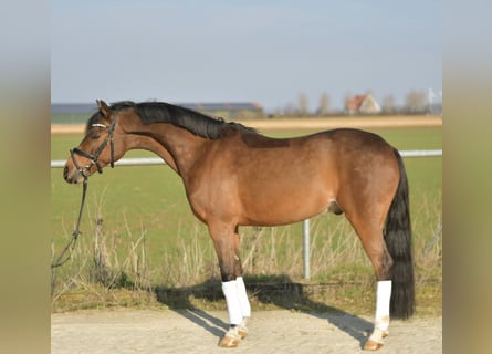 NRPS, Gelding, 13 years, 14 hh, Brown