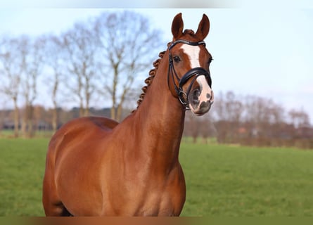 NRPS, Gelding, 15 years, 14,2 hh, Chestnut-Red