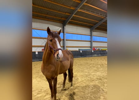 NRPS, Gelding, 16 years, 14,1 hh, Chestnut