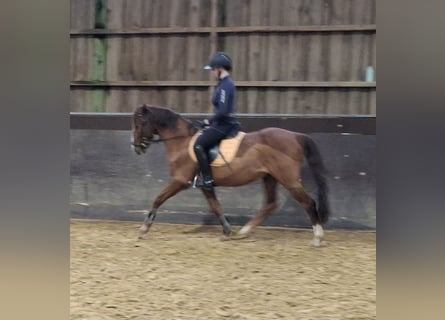 NRPS, Gelding, 16 years, 14,1 hh, Chestnut