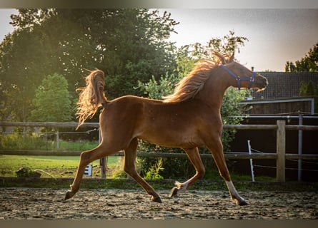 NRPS, Wallach, 2 Jahre, 13,3 hh, Rotfuchs