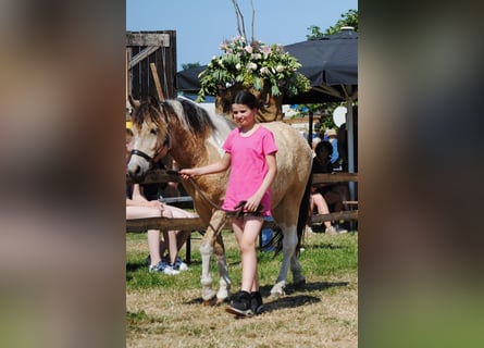NRPS Mix, Gelding, 2 years, 13,3 hh, Dun