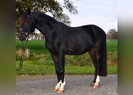 NRPS, Gelding, 3 years, 13,1 hh, Smoky-Black