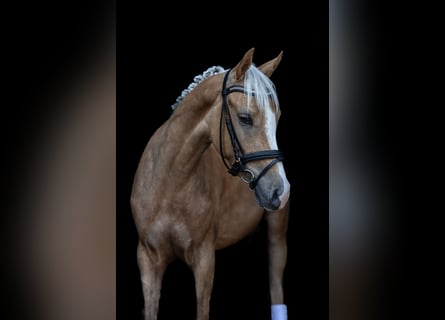 NRPS, Gelding, 3 years, 14.1 hh, Palomino
