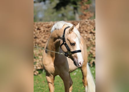 NRPS, Gelding, 3 years, 14,1 hh, Palomino