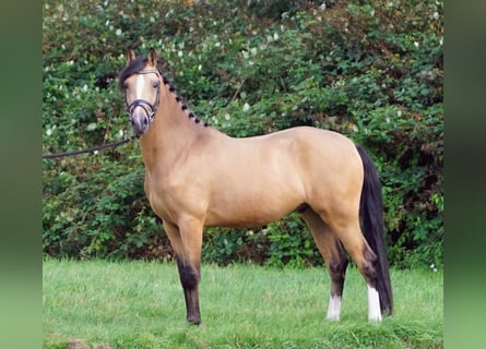 NRPS, Gelding, 3 years, 14,1 hh, Red Dun