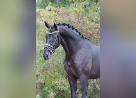 NRPS, Gelding, 3 years, 16,2 hh, Black