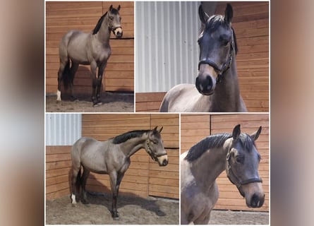 NRPS, Gelding, 3 years, Dun
