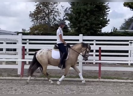 NRPS, Gelding, 4 years, 13,3 hh, Dun