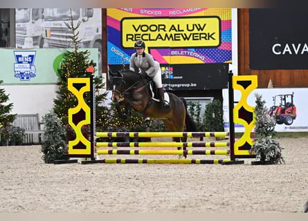 NRPS, Gelding, 4 years, 14,1 hh, Brown
