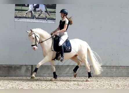 NRPS, Gelding, 4 years, 14,1 hh, Cremello